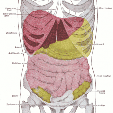 Meditācija | 32 Ķermeņa Daļas